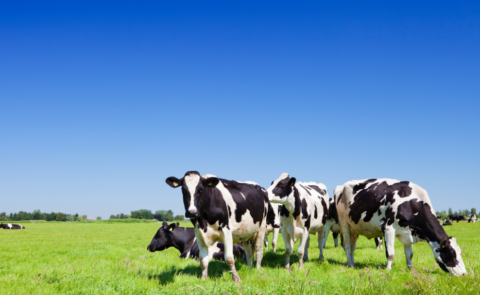 Mjölkproduktion djur och foderhållning