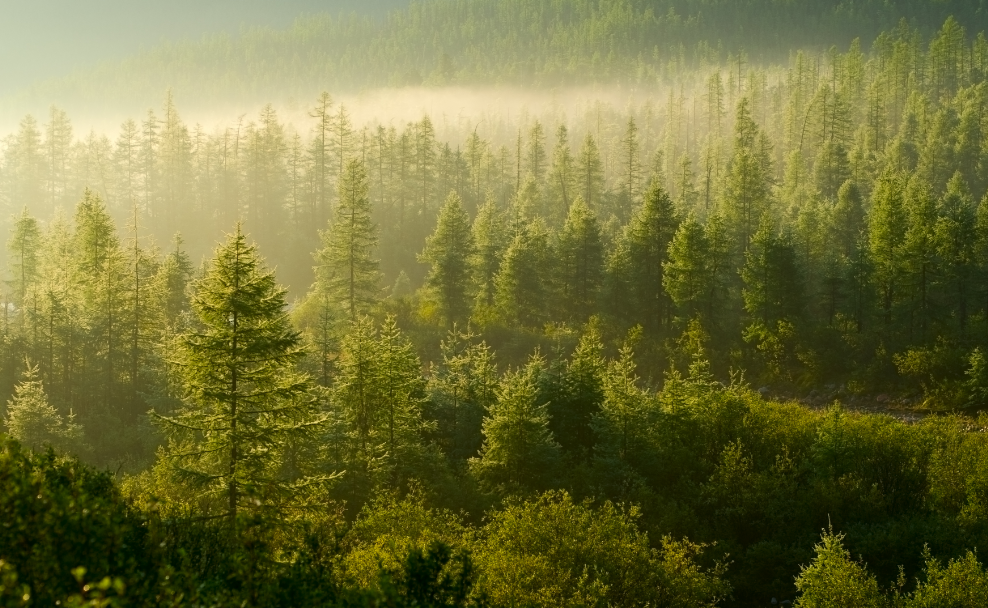 Skogsvård och skogsbruk